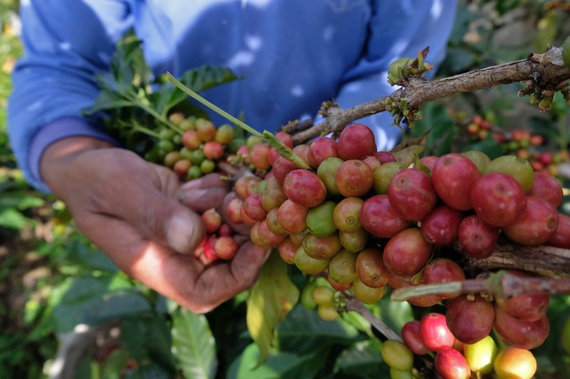 Petani memanen kopi Arabika di perladangan kawasan lereng Gunung Sindoro, Desa Kwadungan, Kledung, Temanggung, Jawa Tengah, Senin (1/7/2024). Bulan Juni - Juli merupakan musim panen raya kopi Arabika Sindoro, dan tahun ini harga kopi Arabika berkisar Rp13.500 - Rp15.000 per kilogram biji kopi basah di tingkat petani. ANTARA FOTO/Anis Efizudin/rwa.