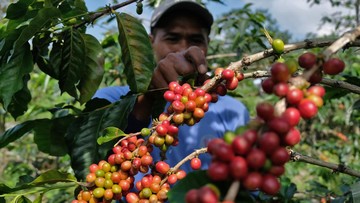 Melihat Petani Panen Kopi Arabika di Lereng Gunung Sindoro