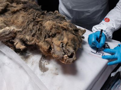 Momen Ilmuwan Rusia Bedah Serigala Purba yang Membeku 44 Ribu Tahun