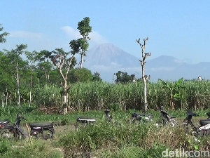 Gunung Semeru Erupsi Luncurkan Guguran Abu Vulkanik Setinggi 600 Meter