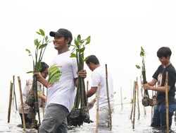 Hari Lingkungan Hidup, PT MTI Tanam 1.200 Mangrove di Morowali