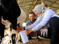 Kisah Warga Banyuwangi Sukses Ternak Kambing Perah Usai Pulang Jadi TKI