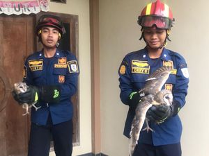 Tak Bisa Pulang ke Sarang, 2 Burung Hantu Dievakuasi Damkar Klaten Tak Bisa Pulang ke Sarang, 2 Burung Hantu Dievakuasi Damkar Klaten
