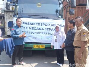 Ubi Jalar dari Cirebon Tembus Pasar Jepang hingga Korsel Ubi Jalar dari Cirebon Tembus Pasar Jepang hingga Korsel