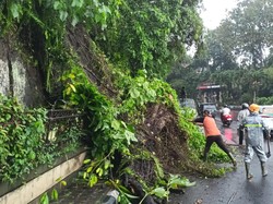 Hujan Deras, Tanah Longsor-Pohon Tumbang Terjadi di Tabanan