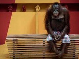 Pose Orang Utan yang Malang Jadi Juara Kontes Foto, Ini Kisah di Baliknya