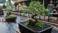 Seratusan Bonsai Cantik Dipamerkan di Boyolali