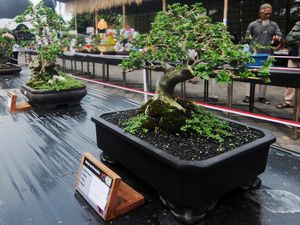 Seratusan Bonsai Cantik Dipamerkan di Boyolali