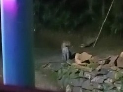 Heboh Macan Tutul Mondar-mandir di Halaman Rumah Warga Ciamis