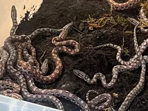 Bikin Kaget! Dikira Jantan, Ular Ini Lahirkan 14 Anakan dan... Tanpa Pasangan