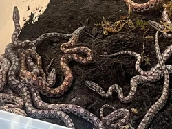 Bikin Kaget! Dikira Jantan, Ular Ini Lahirkan 14 Anakan dan... Tanpa Pasangan