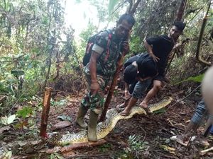 Tragis Istri di Luwu Ditemukan Suami Tewas Dimangsa Piton 8 Meter Tragis Istri di Luwu Ditemukan Suami Tewas Dimangsa Piton 8 Meter