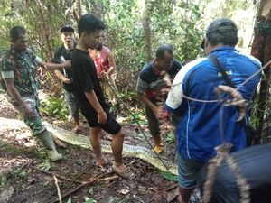 Soal Piton, Ular yang Bisa Telan Manusia Soal Piton, Ular yang Bisa Telan Manusia