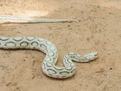 Kembalinya Ular di Bangladesh yang Dulu Sudah Punah