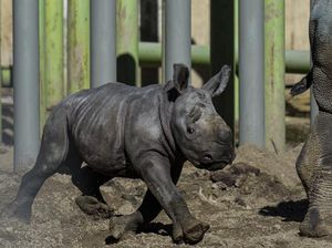 Bayi Badak Putih Lahir di Chile, Harapan Baru dari Spesial Hampir Punah