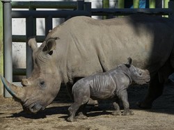 World Wildlife Crime Report: Badak Paling Banyak Diburu untuk Pasar Gelap