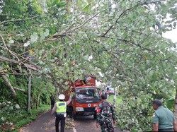 Pohon Tumbang di Gianyar Timpa Kabel Listrik, Jalur ke Bangli Tertutup