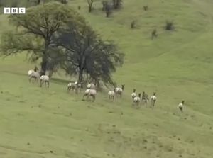 Keledai Ini Kabur dari Majikan, Ujungnya Jadi Kawanan Rusa