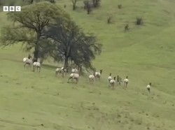 Keledai Ini Kabur dari Majikan, Ujungnya Jadi Kawanan Rusa