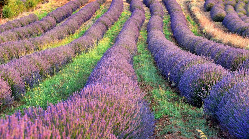 Lavender Garden Turki