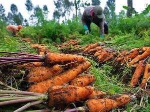 Panen Raya, Harga Wortel Turun Rp 7000/Kg