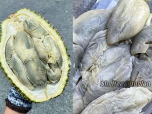 Pembeli Ini Protes Diberi Durian Busuk Ternyata Jenis Durian Enak