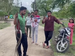 Viral Pria Nekad Tangkap Pasangan Ular Sedang Kawin Bikin Geger Warga