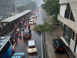 Hujan Deras di Jakarta, Pohon Tumbang Halangi Busway di Halte Cikoko