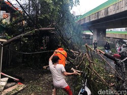 Total 12 Pohon di Jakarta Tumbang Akibat Hujan Disertai Angin Kencang