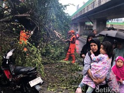 Penampakan Pohon Tumbang-Banjir di Jakarta Seusai Hujan Lebat Mengguyur