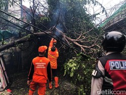 4 Pohon di Jaksel Tumbang, Timpa Atap Rumah hingga Parkiran