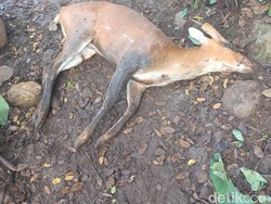 Nasib Pilu Rusa yang Masuk Permukiman Warga Sebelum Mati di Cianjur