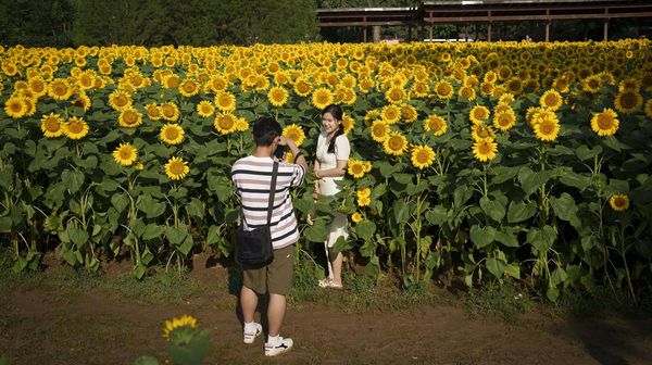 Terpesona Cantiknya Bunga Matahari yang Bermekaran di China