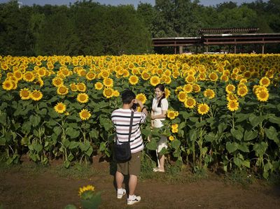 Terpesona Cantiknya Bunga Matahari yang Bermekaran di China