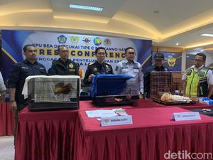 Aktor Bollywood Diamankan di Bandara Soetta gegara Bawa Cenderawasih di Koper Aktor Bollywood Diamankan di Bandara Soetta gegara Bawa Cenderawasih di Koper