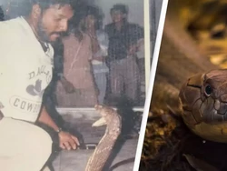 Kisah Si Raja Ular Sempat Ngamar Bareng 400 Kobra