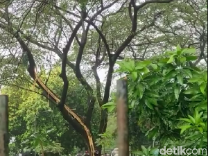 Pohon Besar di Kemang Pratama Bekasi Tersambar Petir sampai Kulit Terkelupas