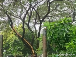 Pohon Besar di Kemang Pratama Bekasi Tersambar Petir sampai Kulit Terkelupas