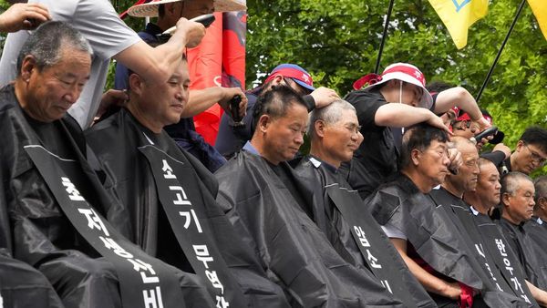 Peternak Korsel Kompak Cukur Rambut, Protes Harga Pakan Ternak