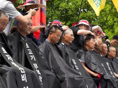 Peternak Korsel Kompak Cukur Rambut, Protes Harga Pakan Ternak