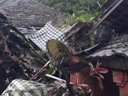 Pohon Beringin Ratusan Tahun di Pura Tirta Empul Tumbang, Turis Berhamburan