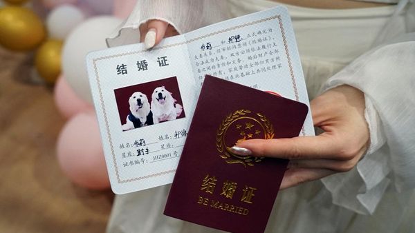 Potret Pernikahan Anjing di China, Ada Akte Nikahnya