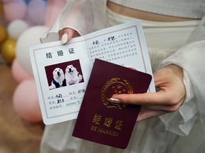 Potret Pernikahan Anjing di China, Ada Akte Nikahnya Potret Pernikahan Anjing di China, Ada Akte Nikahnya