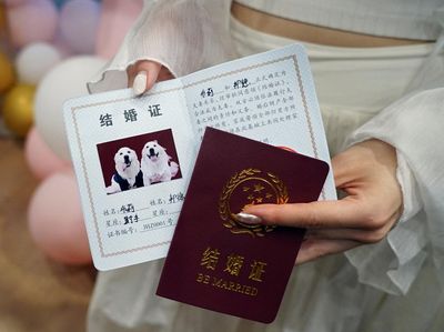 Potret Pernikahan Anjing di China, Ada Akte Nikahnya