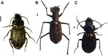 Perjalanan Meneliti 2 Keluarga Kumbang di Gunung Bawakaraeng