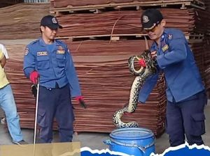 Hii! Ular Sanca 4 Meter Nongol di Gudang Kayu Temanggung