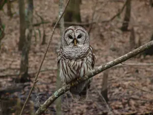 Kedatangan Burung Hantu Pertanda Apa? Ini Mitos dan Faktanya