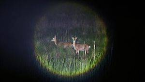Kawanan Rusa Menguasai Pulau Anma Korea Selatan
