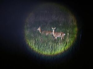 Kawanan Rusa Menguasai Pulau Anma Korea Selatan