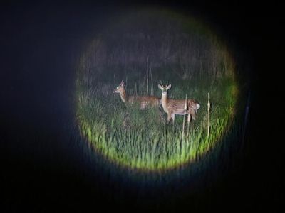 Kawanan Rusa Menguasai Pulau Anma Korea Selatan